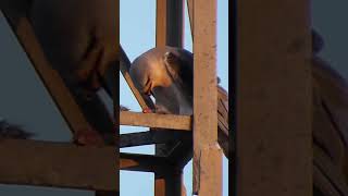 Blackwinged kite eating meat P 1 [upl. by Zamora]