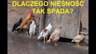 Odcinek 1421 DLACZEGO NIEŚNOŚĆ NADAL SPADA [upl. by Nirrok]