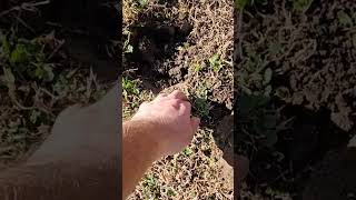 Just a penny metaldetecting treasurehunt shortsviral [upl. by Hcurob672]