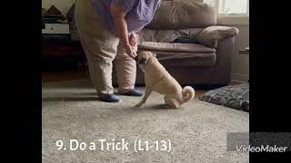 Rocky  CRO  do a trick [upl. by Erminia]