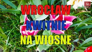 Wrocław kwitnie na wiosnę Tysiące cebulek posadzono na trawnikach w centrum miasta dron z drona [upl. by Estelle]