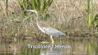 Birds of Belize  Herons Egrets amp Kingfishers [upl. by Ardni]