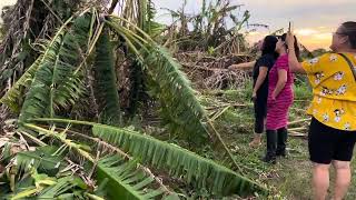 Visit Hmong garden in Wauchula Florida with Txiv ntxawm and Nam ntxawm [upl. by Harli]