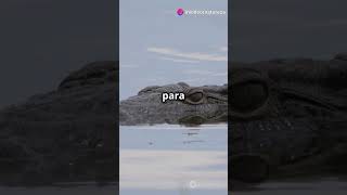 Descubra o Fascinante Mundo dos Crocodilos em 60 Segundos 🐊 [upl. by Cory]