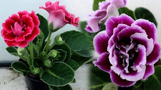 How to grow Gloxinia from a leaf  Propagating Gloxinia from leaf cutting [upl. by Asirrac83]