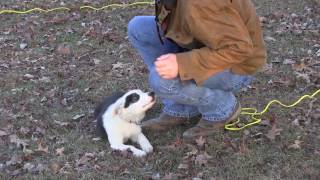 First Training Session with Border Collie Puppy [upl. by Entsirhc]