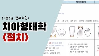 ⭐️ A 받았던 치아형태학 ⭐️ 절치 견치 전치부 요점정리  치위생과국가고시  국시공부  기말고사 [upl. by Petronille29]