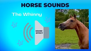 HORSE SOUNDS  Whinnying  Neighing my horse is calling to the horses to come horse 🐴 shorts [upl. by Edora]