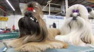 Dogs 101 Shih Tzu [upl. by Eedna714]