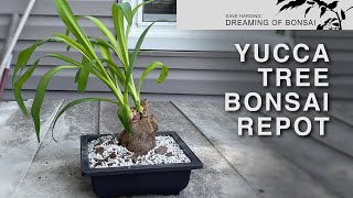 Yucca Tree Bonsai Repot July 2023 [upl. by Emeric124]