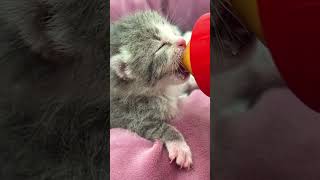 Sweet kitten drinks milk from bottle 😻 Adorable sounds [upl. by Aihsemek36]