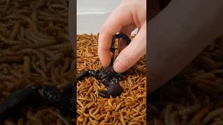 Mealworms vs Scorpion Timelapse [upl. by Eemyaj]