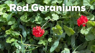 Red Geraniums [upl. by Matilda]