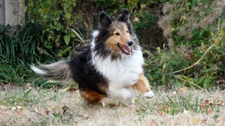 Managing Allergies and Sensitivities in Shetland Sheepdogs [upl. by Aubreir]