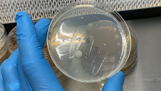 Identifying mushroom mycelium vs bacteria and the importance of observing plates [upl. by Aimik]