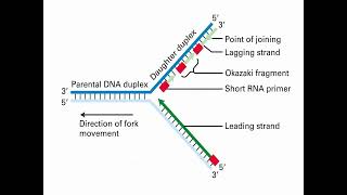 Process of DNA Replication and Synthesis [upl. by Sobmalarah448]