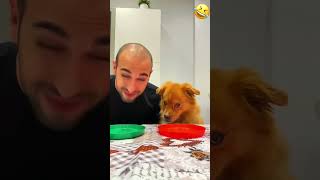 My time to eat with my dog so happy pet funny dog foryou asmr shorts [upl. by Kendyl]