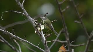 Alert Blueheaded Vireo [upl. by Anilosi]