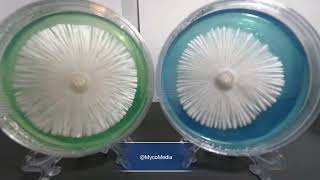 Timelapse showing the growth of mycelium on Agar media over 14 days agar timelapse mushroom [upl. by Omoj303]