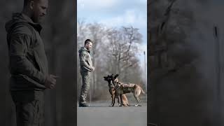 k9 dog dogsoftiktok tactical dogtrainer trending viralvideo [upl. by Llewon]