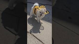 Subscribe if you LOVE puppies 💛🐾 shorts puppy subscribe pets perritos cute pug teacup yt [upl. by Acissaj]