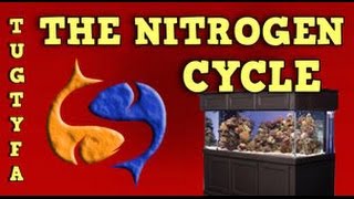 The Nitrogen Cycle  The Ultimate Guide To Your First Aquarium Part 5 [upl. by Giliane]