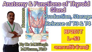 Thyroid Gland amp Hormones  Function of Thyroid Gland  Human Anatomy PhysiologyII  BP201T  L53 [upl. by Sordnaxela]