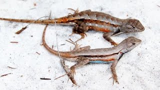 Florida Scrub Lizard A Jewel of Endemism in the Sunshine States Sandy Sanctuaries [upl. by Griffis]