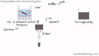 Cell Fractionation and Ultracentrifugation  wwwexamvaultnet [upl. by Michell917]