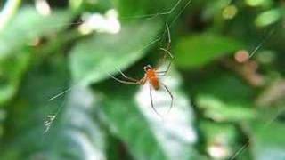 Male and Female Nephila  Argyrodes [upl. by Rolyab]