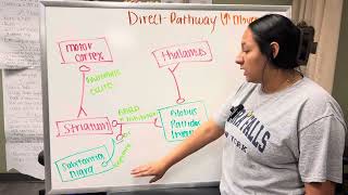 Direct Pathway Found in the Basal Ganglia [upl. by Haidebez]