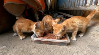 Feed family yellow kitten at pagoda [upl. by Burkle]