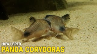 How I Bred Panda Corydoras at Home [upl. by Drucilla]