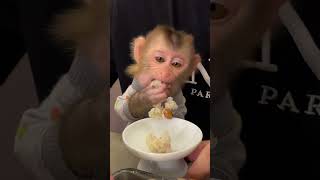 Monkey chú khỉ dễ thương [upl. by Pradeep]