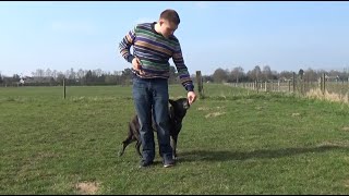 Dog School aan de voet aanleren [upl. by Yrahcaz]