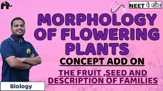 Morphology of Flowering Plants Class 11 Biology NEET  Fruit Seed Fabaceace Solanaceae Liliaceae [upl. by Georges]