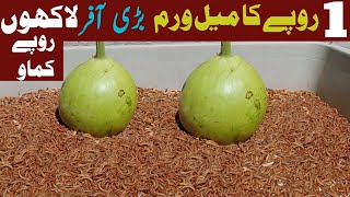 Mealworm  How to grow worms  Mealworm in PakistanHow to build Mealworm Farm  Business ideas [upl. by Ro]