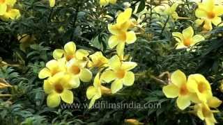 This Allamanda in India has deep yellow flowers [upl. by Nolyaj416]