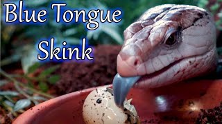 Blue Tongue Skinks The Most Underrated Reptile  Complete Care Guide [upl. by Nalrah]