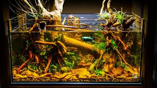 Sunken Forest Blackwater Aquascape for Samurai Betta Low Tech [upl. by Aiek]