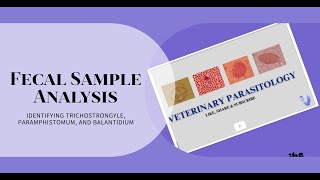 Trichostrongyle egg Parmphistomum egg and Balantidium cyst under Microscope 10x 40x objective [upl. by Beller]