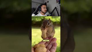 How does squirrel do this animals animal amazing [upl. by Leisha]