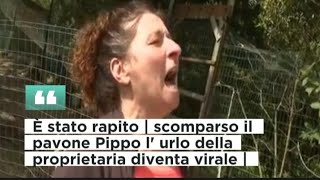 È stato rapito  scomparso il pavone Pippo l urlo della proprietaria diventa virale [upl. by Maighdlin917]