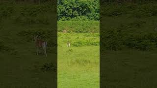 Fallow Deer Wildlife Wonders deer [upl. by Nimref]