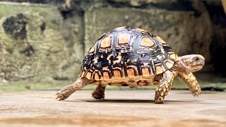 The Leopard Tortoise Pardalis Breakfast Time — Today’s Menu Fumak and Siomak Salad Bowl 🐢🥗 [upl. by Ardelis861]