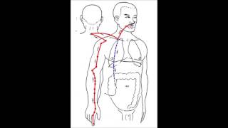 手陽明大腸經 [upl. by Tavis]