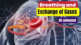 Breathing and Exchange of gases Class 11th biology [upl. by Yager]