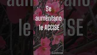 Aumentano le accise [upl. by Eldon]