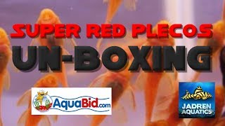 Unboxing Plecostomus  Super Red  Buying on Aquabids [upl. by Kirsten]