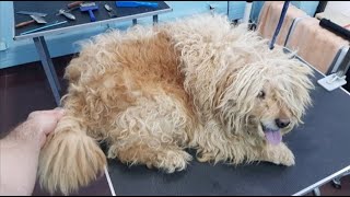 Grooming An Extremely Matted Dog [upl. by Nekciv]